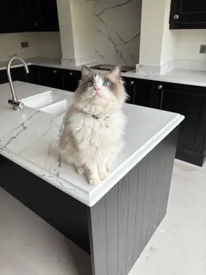 Click Here To Enlarge This Photo Of Cotswold White Quartz Worktop Installation - Toton&comma; Nottingham